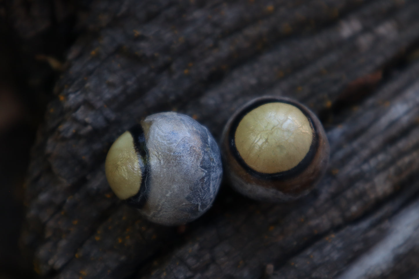 Dry Preserved Coyote Eyeballs