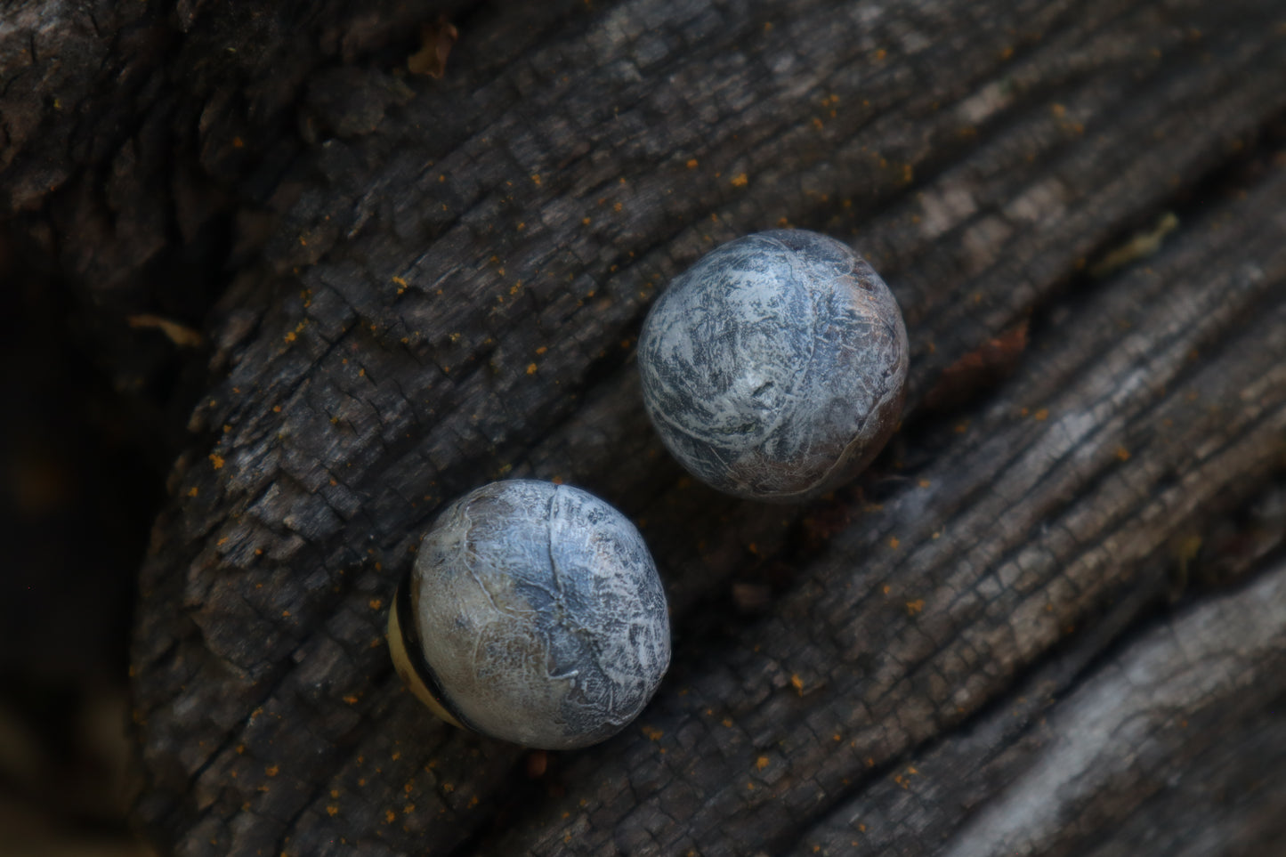 Dry Preserved Coyote Eyeballs