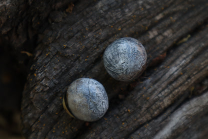Dry Preserved Coyote Eyeballs