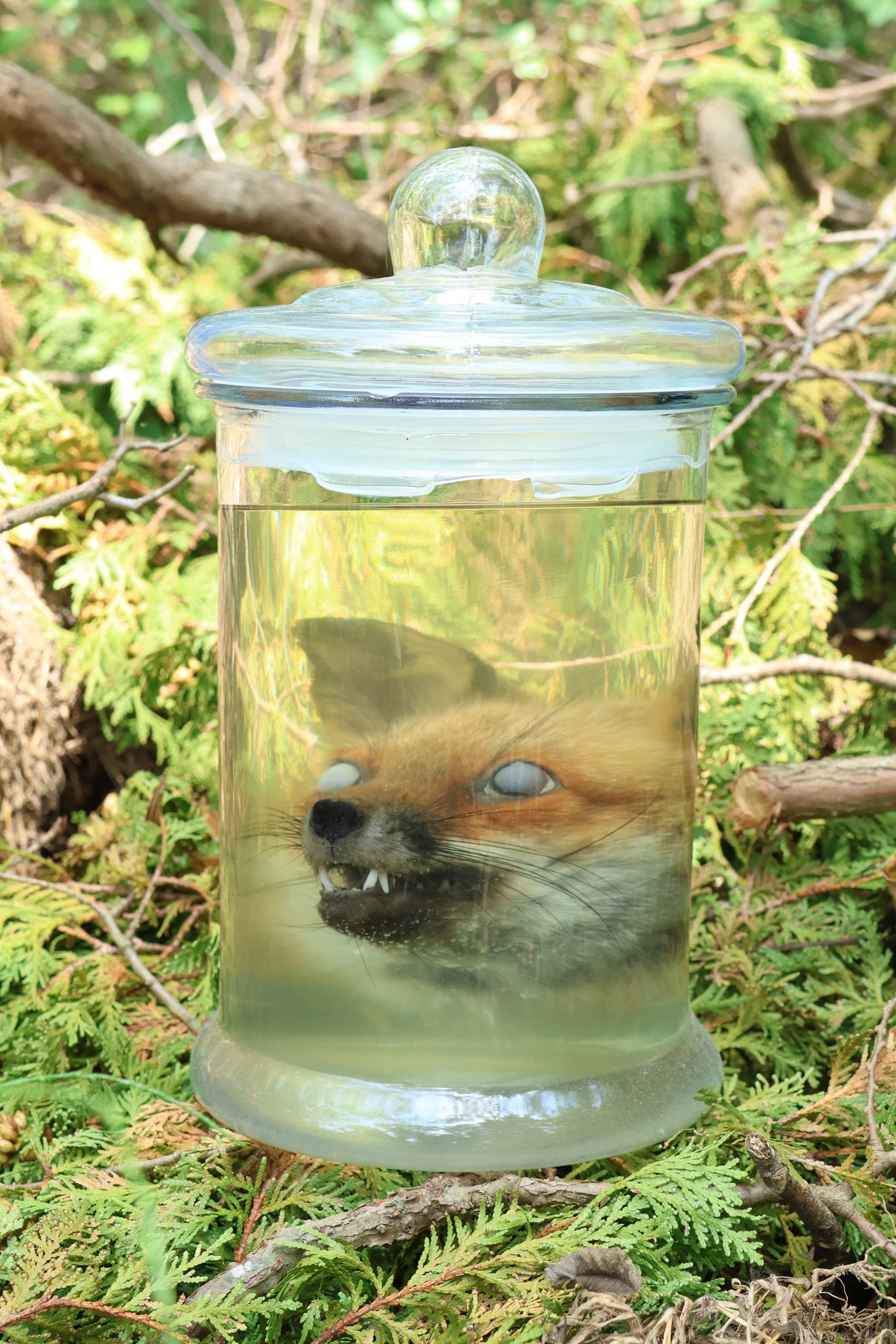 Red Fox Head Wet Specimen