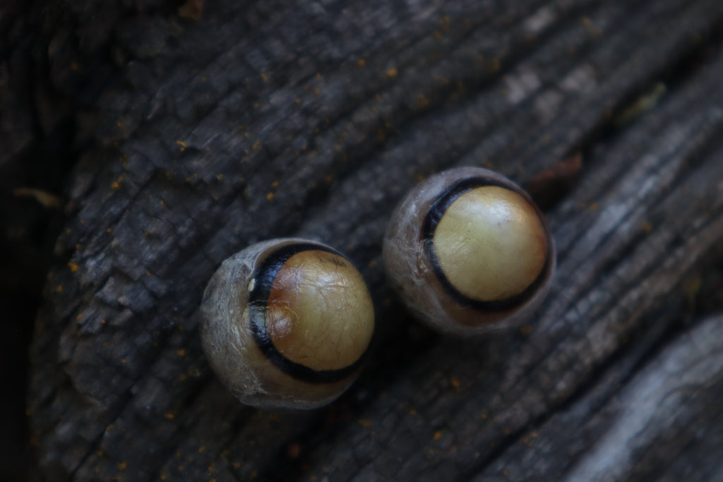 Dry Preserved Coyote Eyeballs