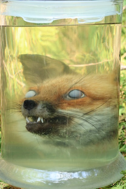 Red Fox Head Wet Specimen