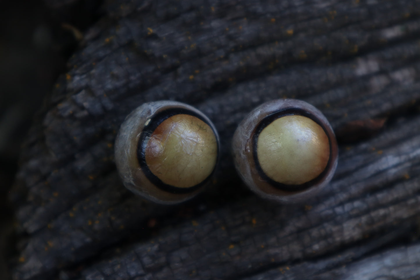 Dry Preserved Coyote Eyeballs