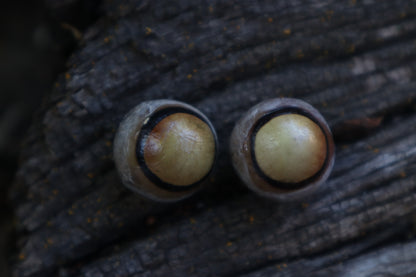 Dry Preserved Coyote Eyeballs