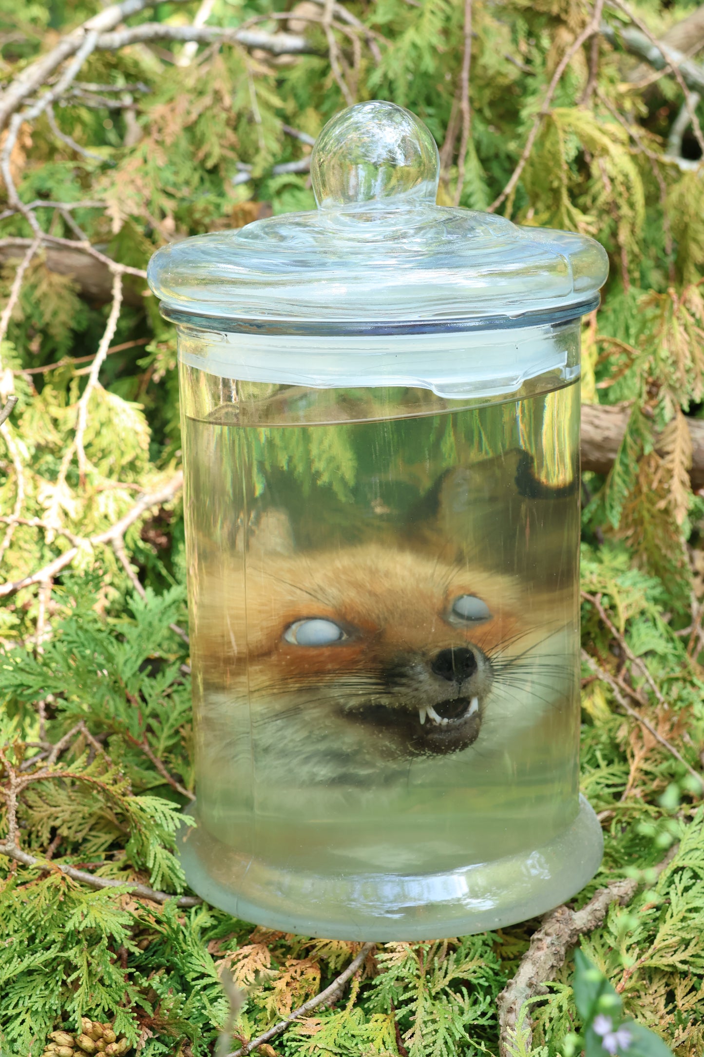 Red Fox Head Wet Specimen