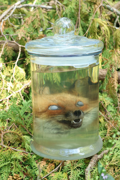 Red Fox Head Wet Specimen