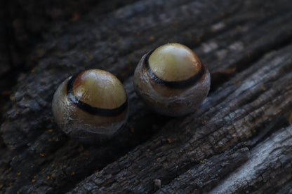 Dry Preserved Coyote Eyeballs