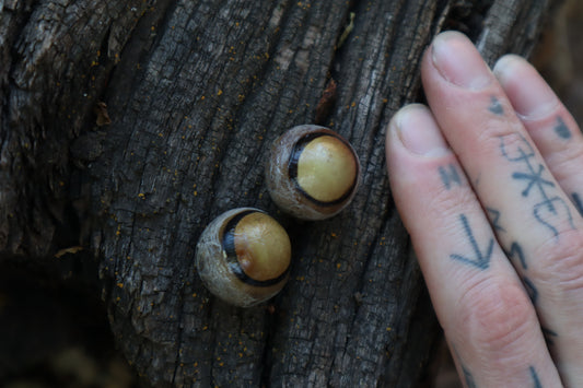 Dry Preserved Coyote Eyeballs