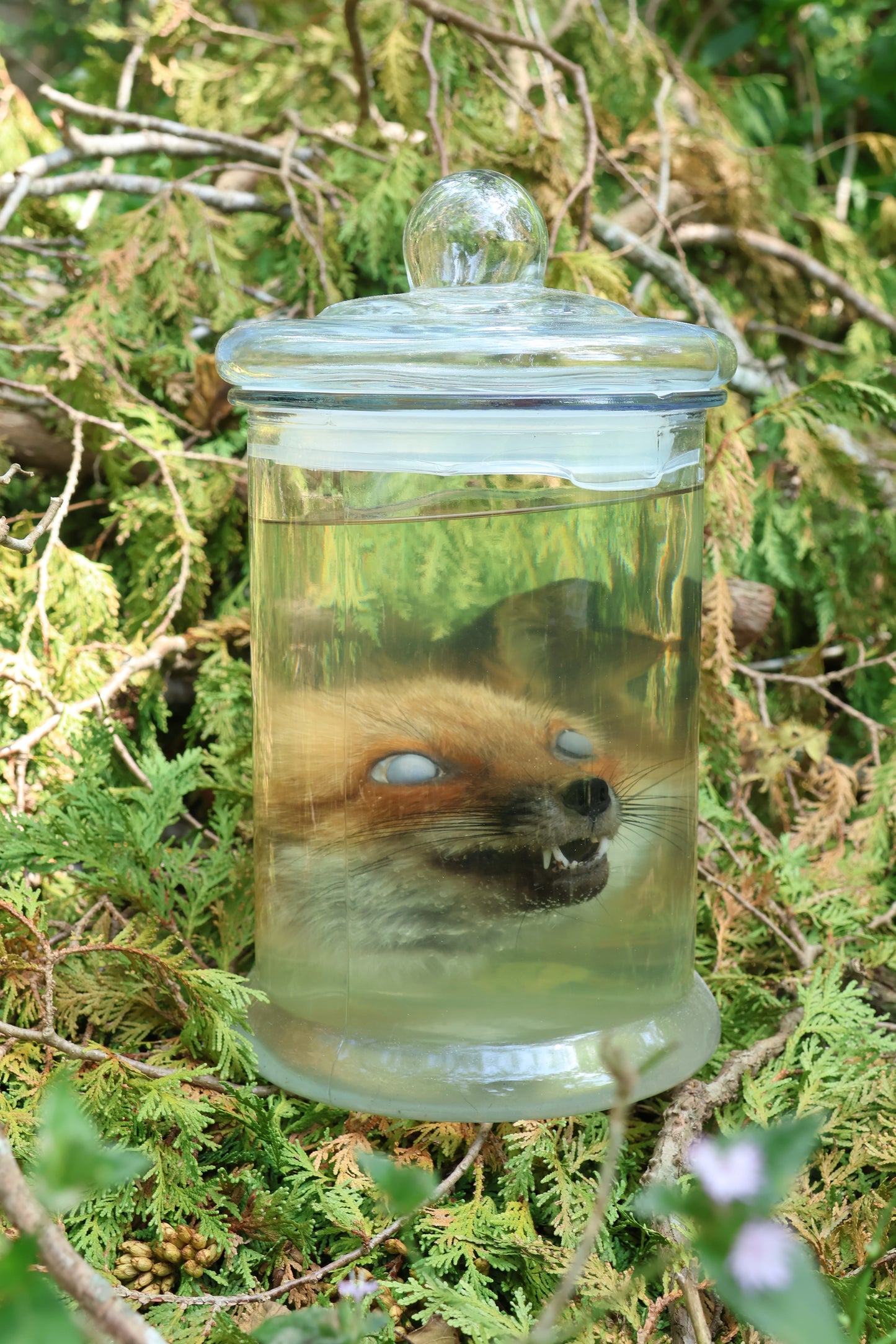 Red Fox Head Wet Specimen