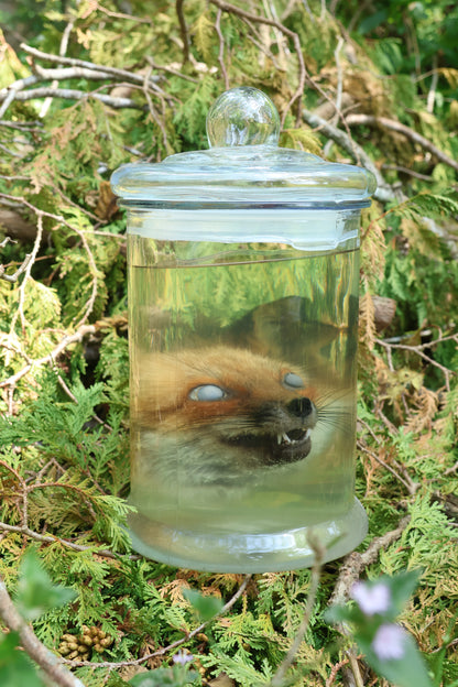 Red Fox Head Wet Specimen