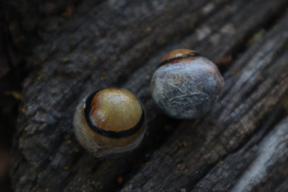 Dry Preserved Coyote Eyeballs