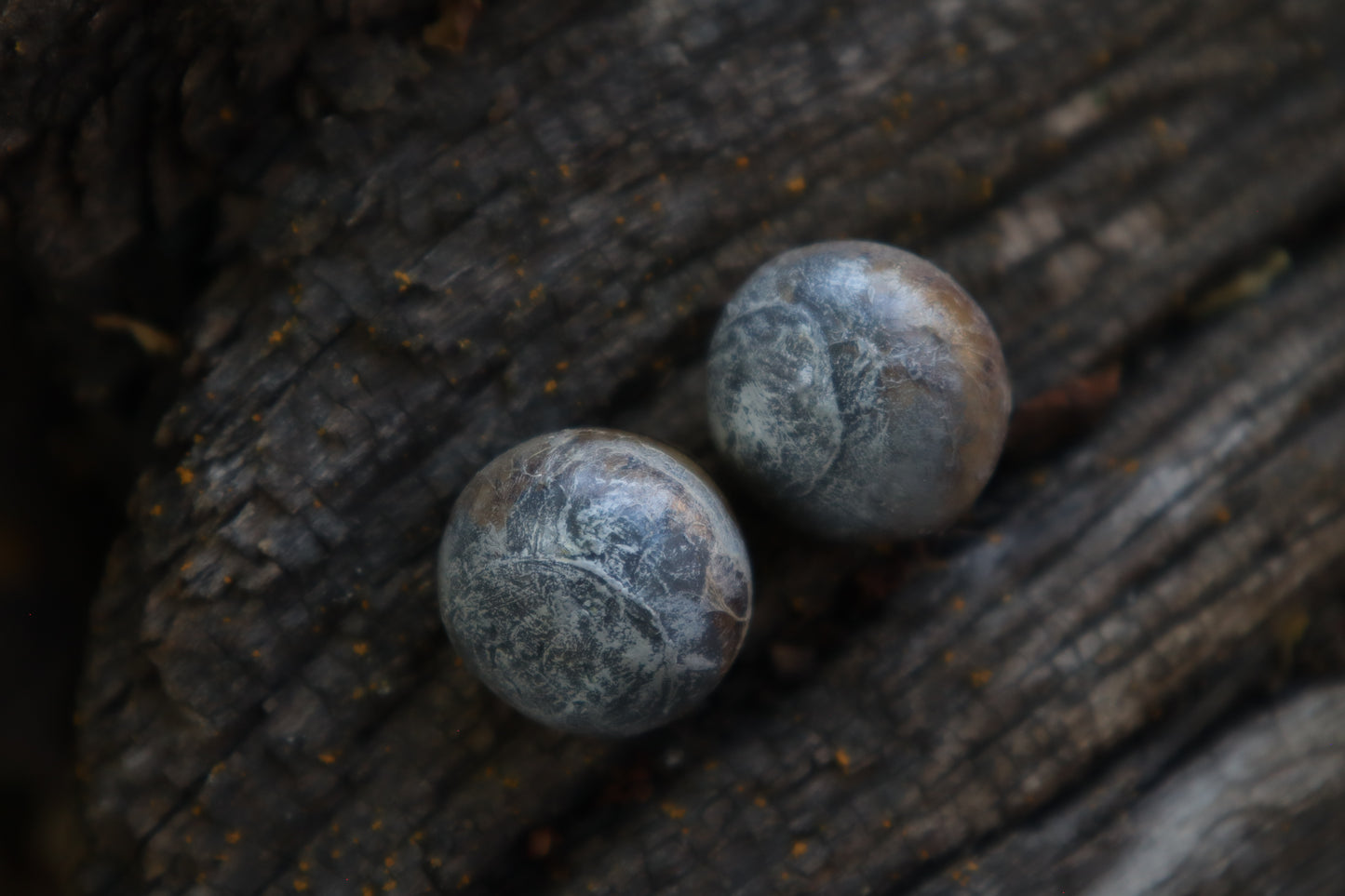 Dry Preserved Coyote Eyeballs