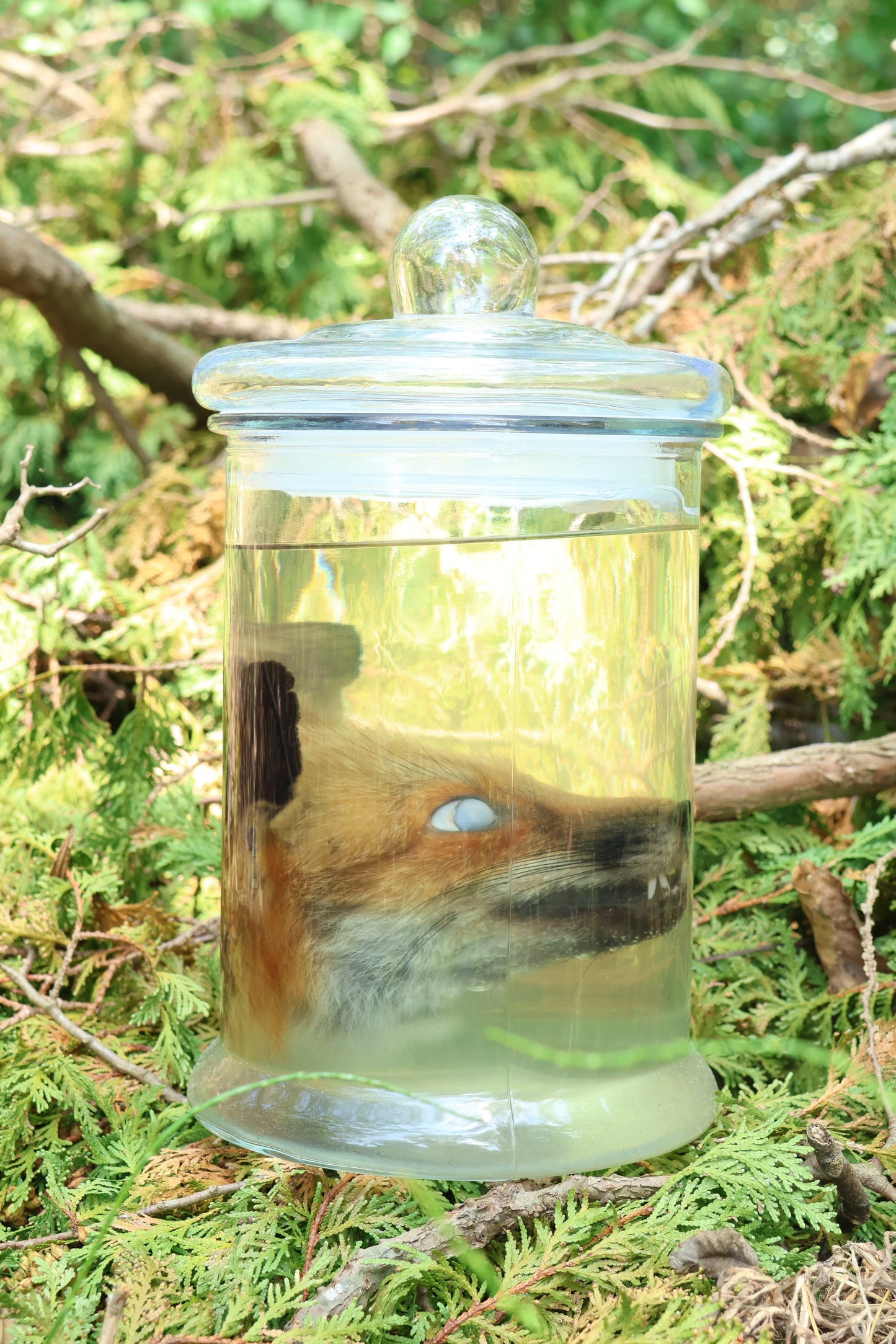 Red Fox Head Wet Specimen