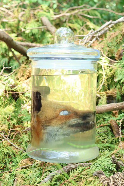 Red Fox Head Wet Specimen