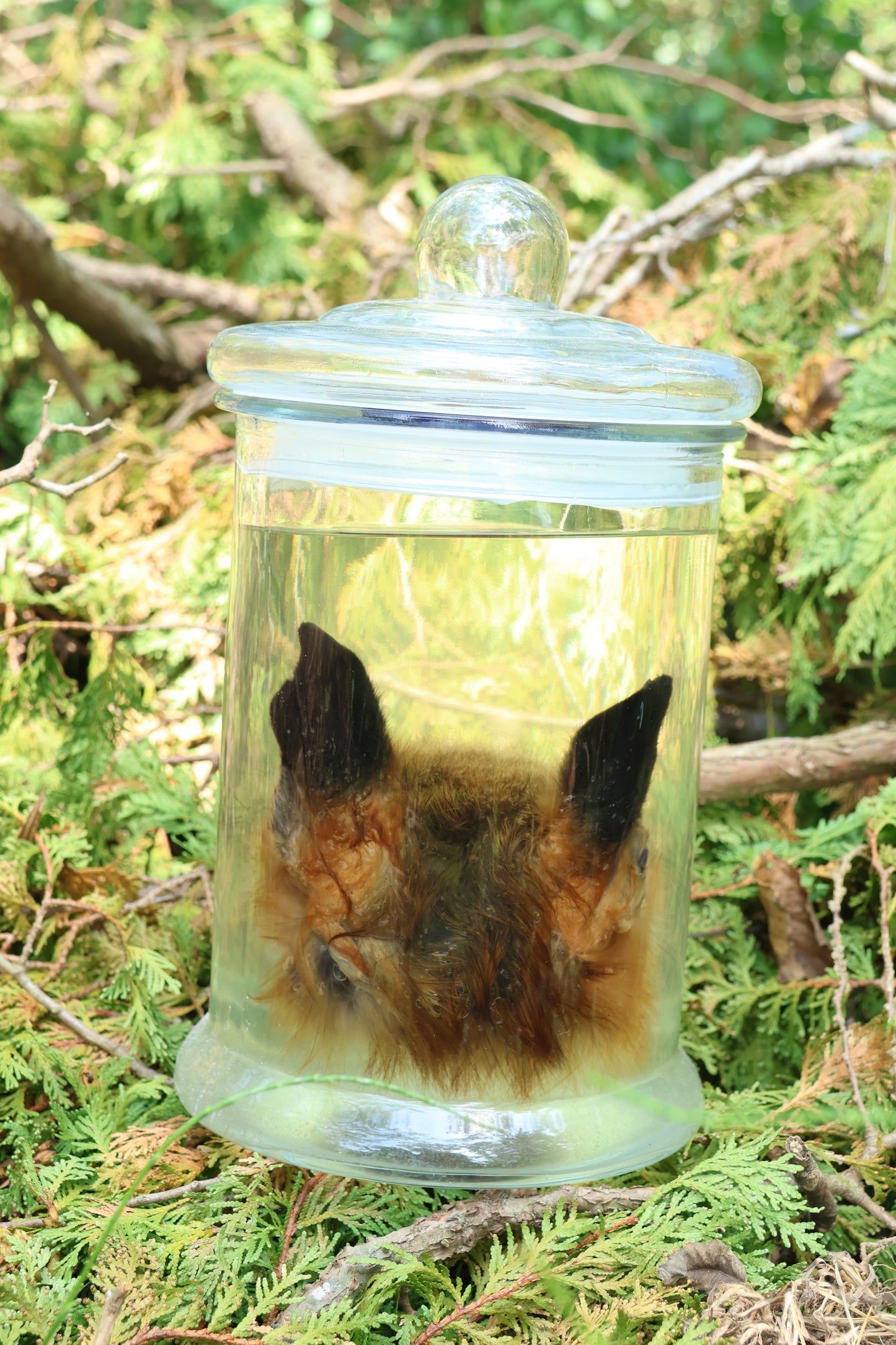 Red Fox Head Wet Specimen