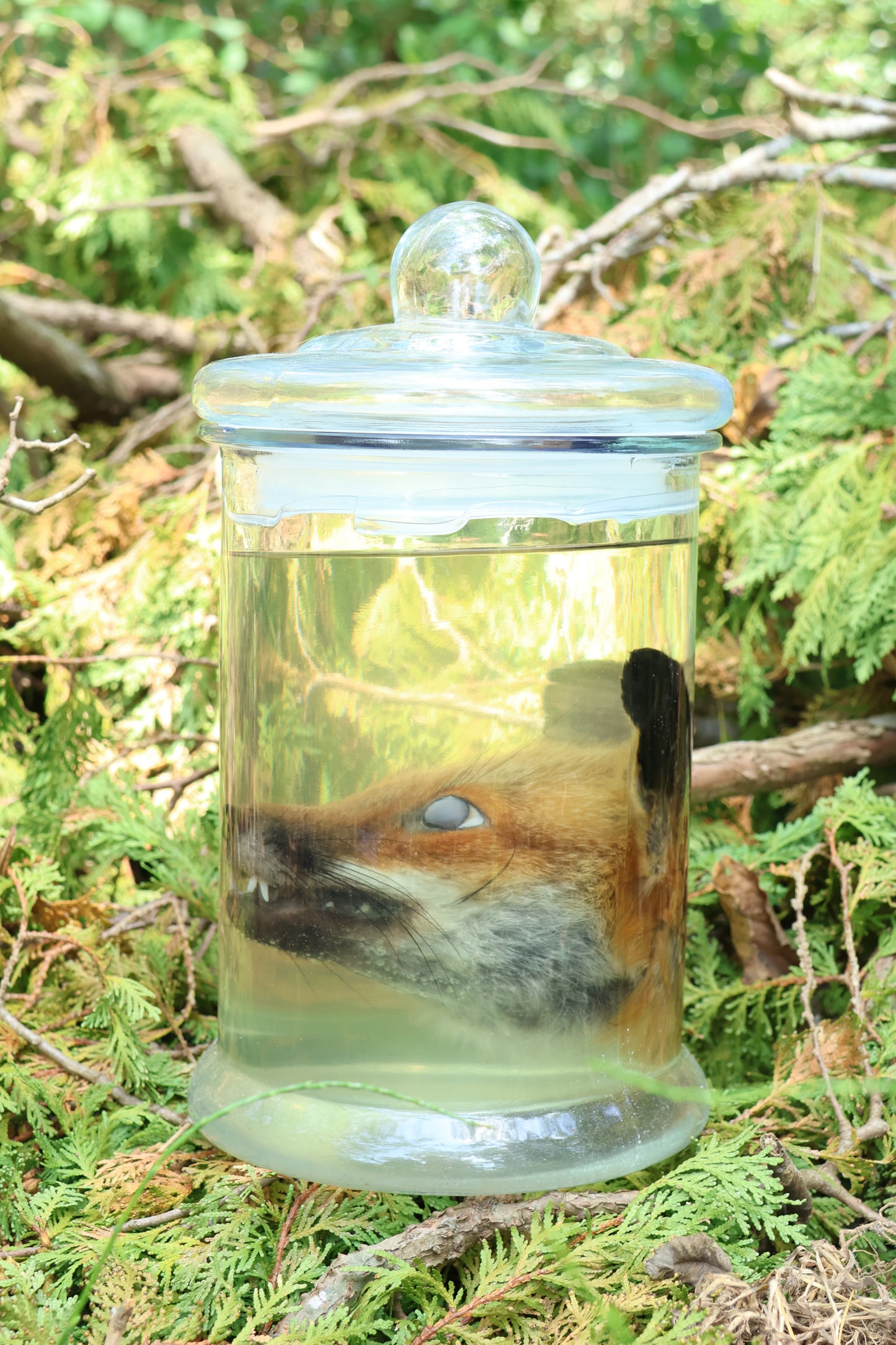 Red Fox Head Wet Specimen