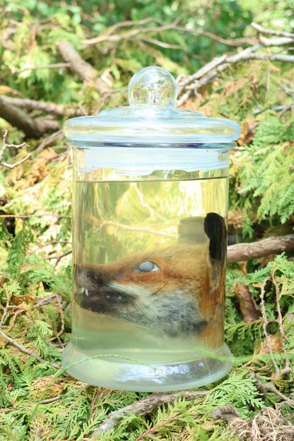 Red Fox Head Wet Specimen