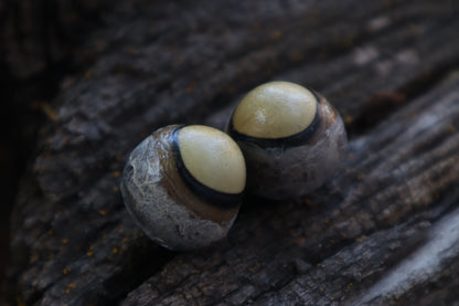 Dry Preserved Coyote Eyeballs