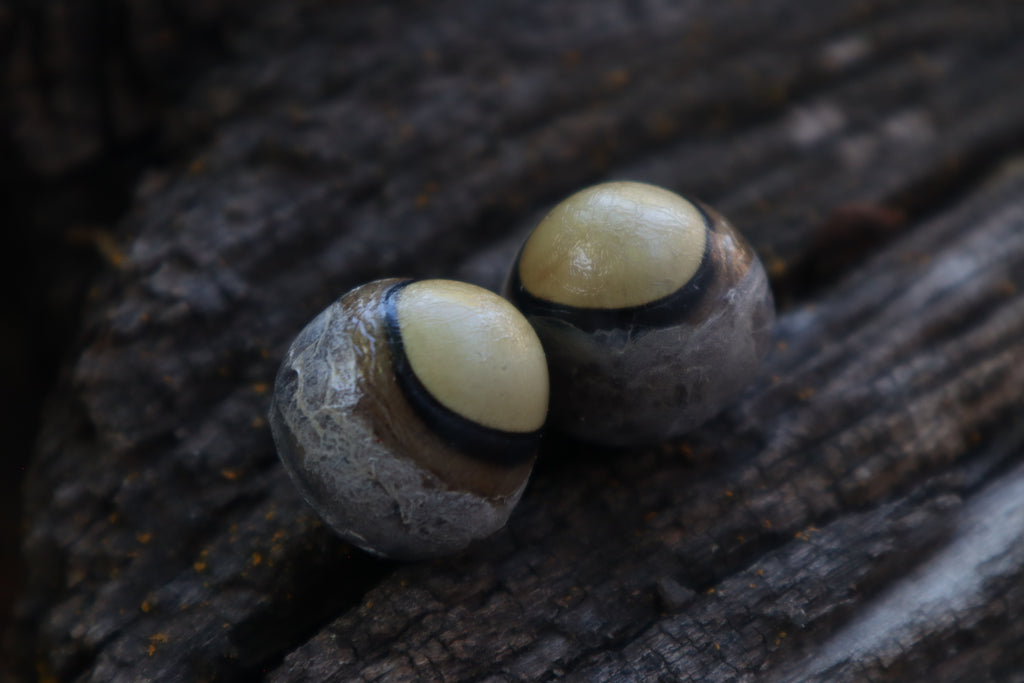 Dry Preserved Coyote Eyeballs