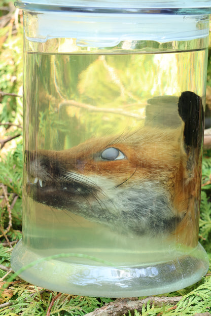 Red Fox Head Wet Specimen