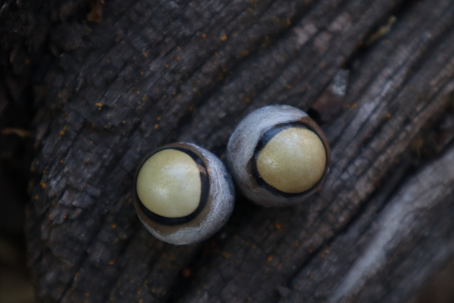 Dry Preserved Coyote Eyeballs