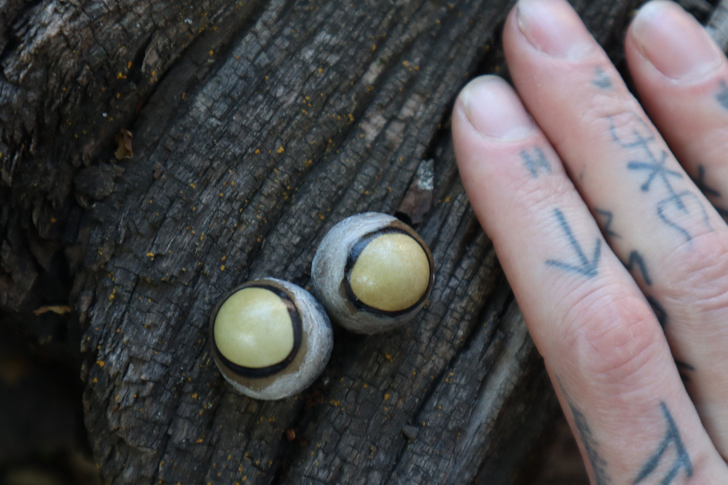 Dry Preserved Coyote Eyeballs