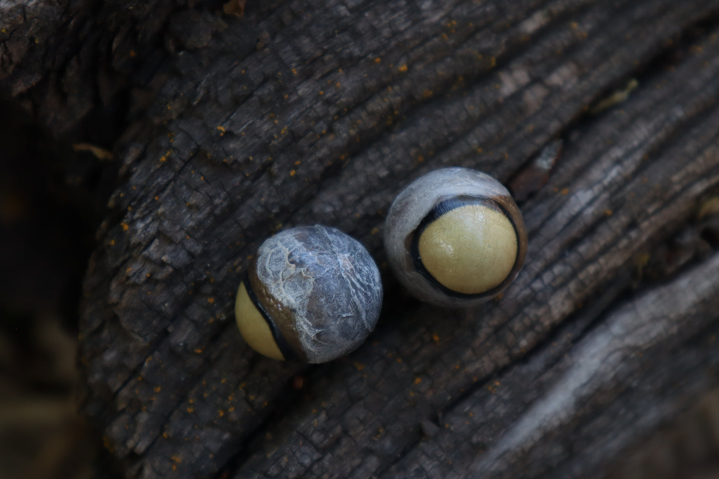 Dry Preserved Coyote Eyeballs