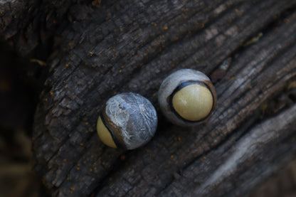 Dry Preserved Coyote Eyeballs