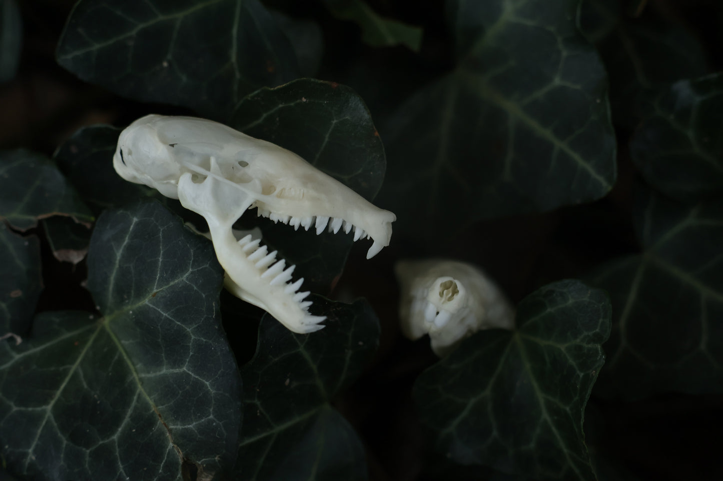 Eastern Mole Skull