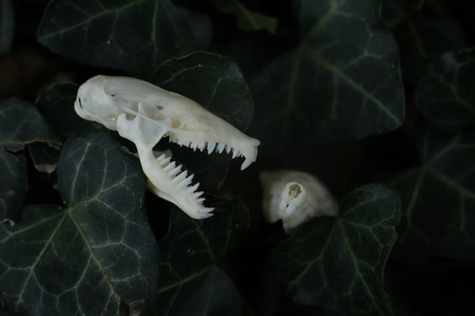 Eastern Mole Skull