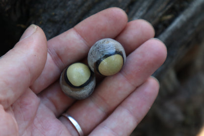 Dry Preserved Coyote Eyeballs