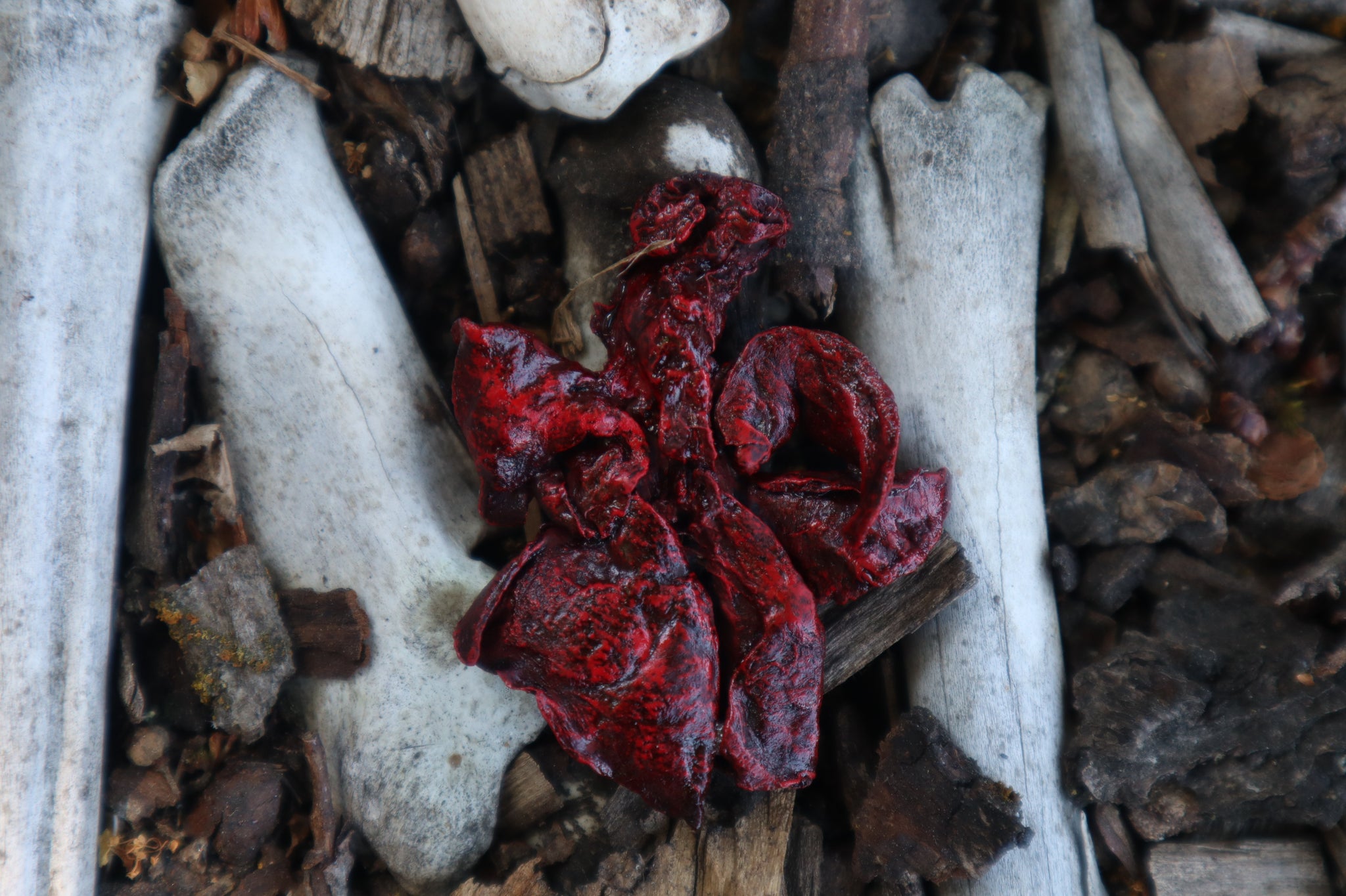 Dry Preserved Mink Lungs