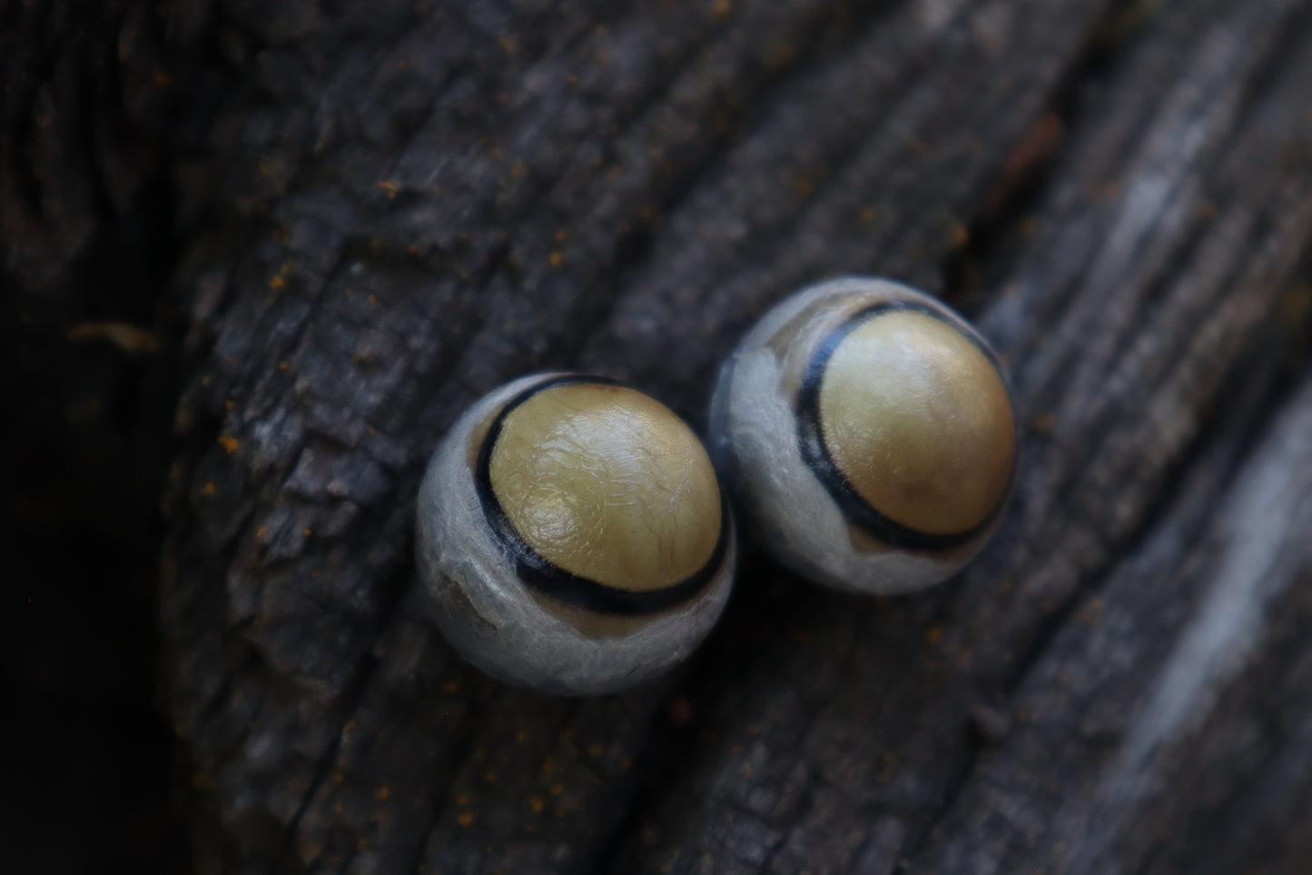 Dry Preserved Coyote Eyeballs