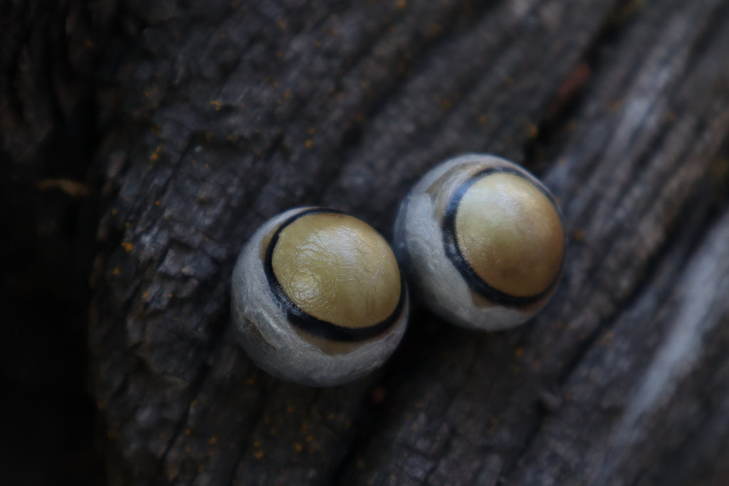 Dry Preserved Coyote Eyeballs