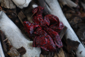 Dry Preserved Mink Lungs