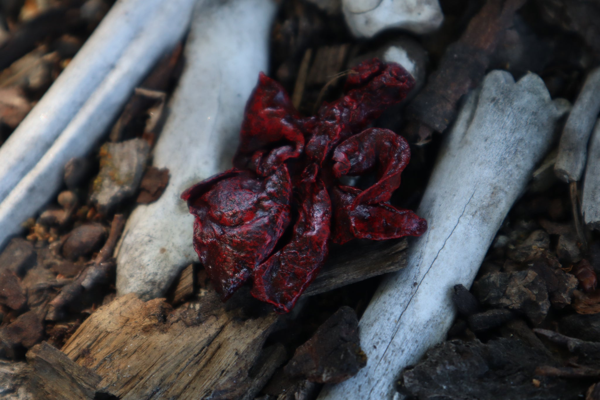 Dry Preserved Mink Lungs