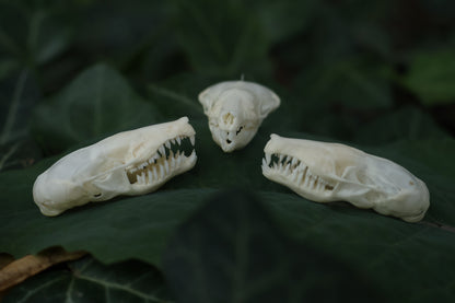 Eastern Mole Skull