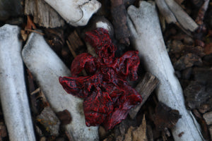 Dry Preserved Mink Lungs