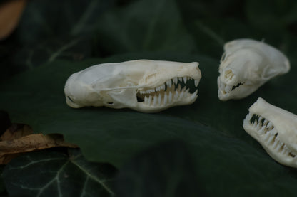 Eastern Mole Skull