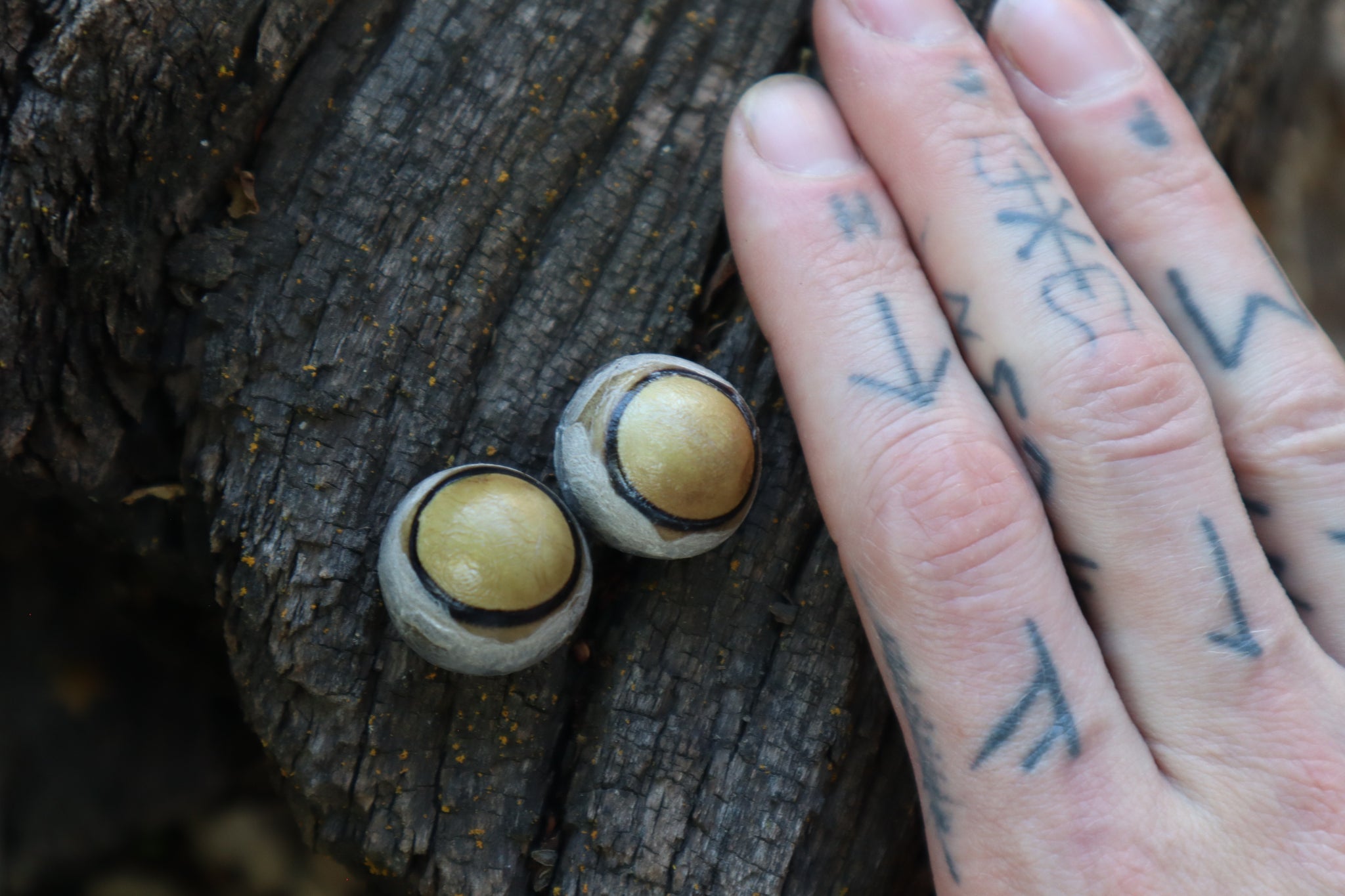 Dry Preserved Coyote Eyeballs