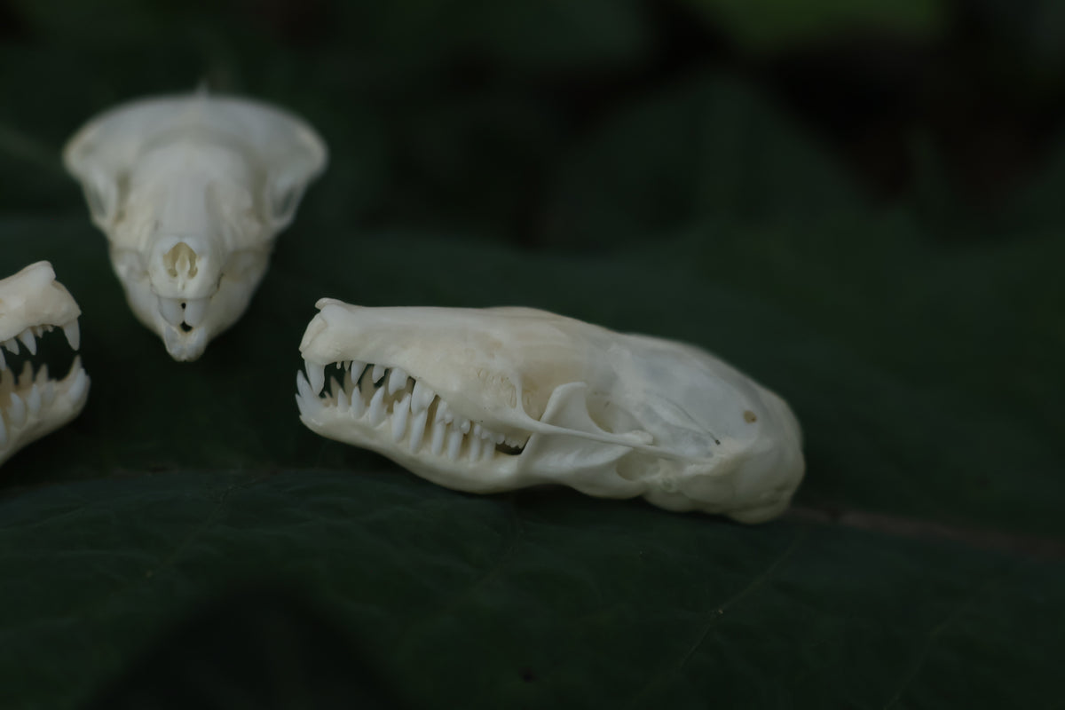 Eastern Mole Skull