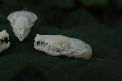 Eastern Mole Skull