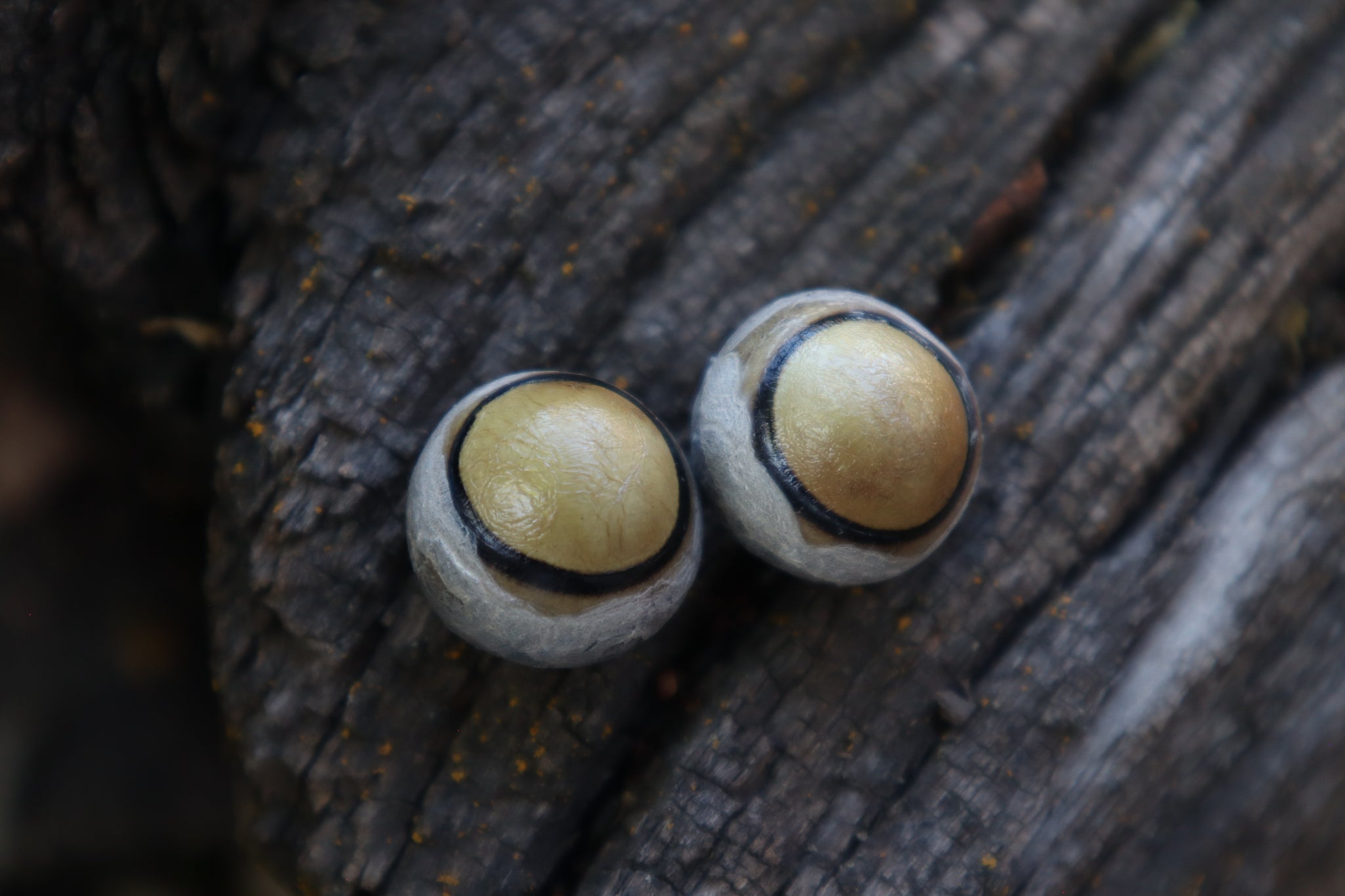 Dry Preserved Coyote Eyeballs