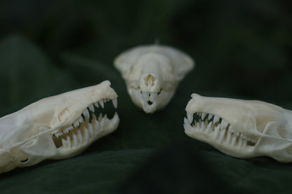 Eastern Mole Skull