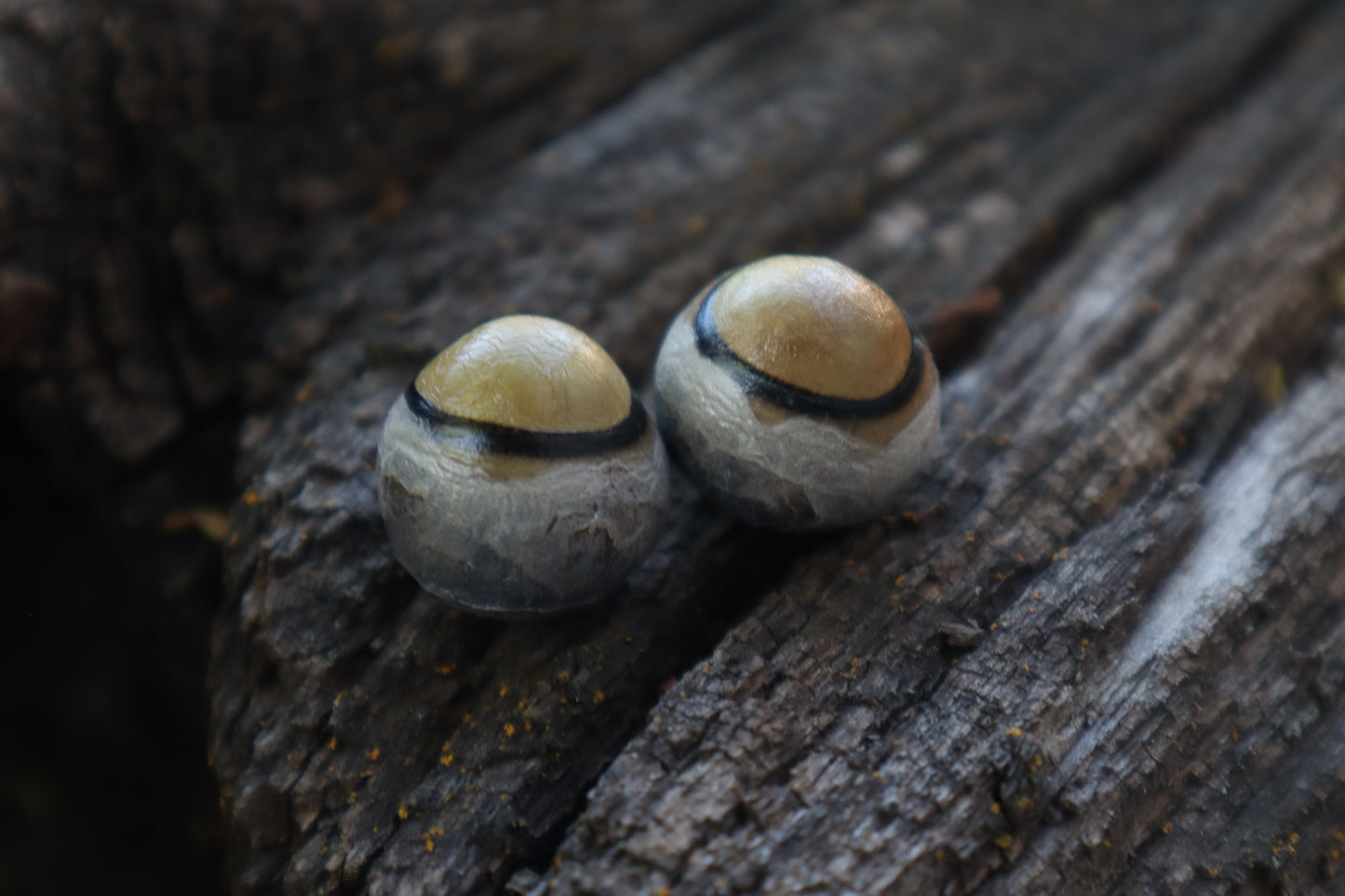 Dry Preserved Coyote Eyeballs