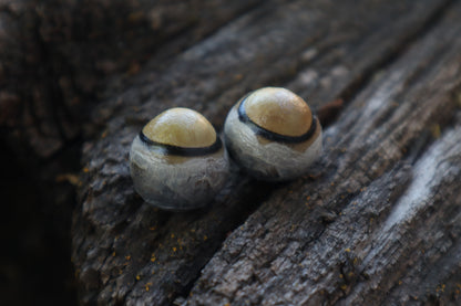 Dry Preserved Coyote Eyeballs