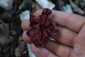 Dry Preserved Mink Lungs