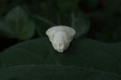 Eastern Mole Skull