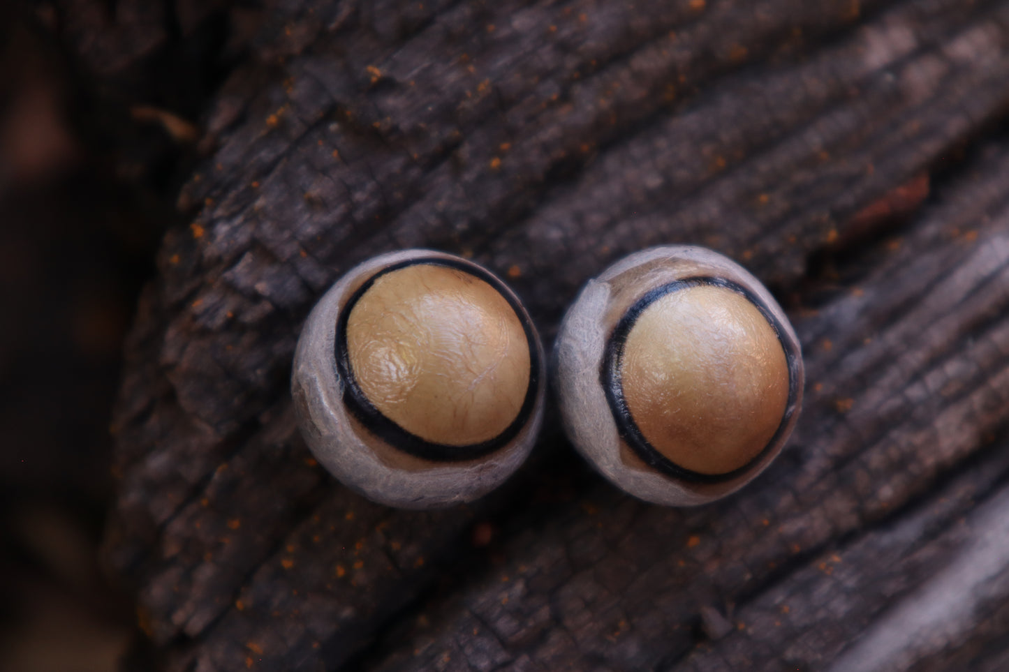 Dry Preserved Coyote Eyeballs