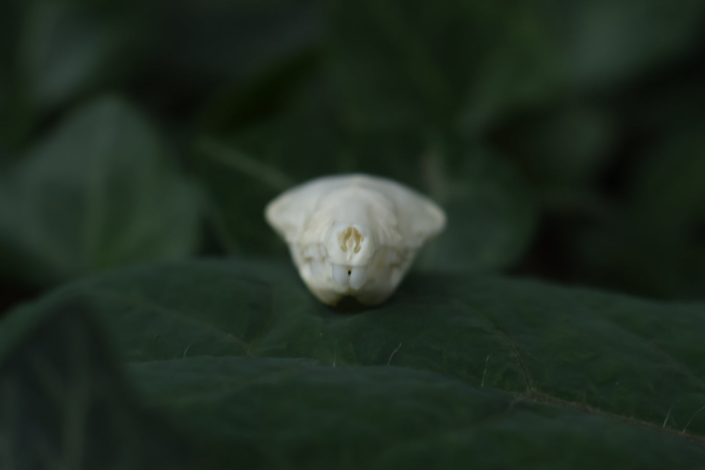 Eastern Mole Skull